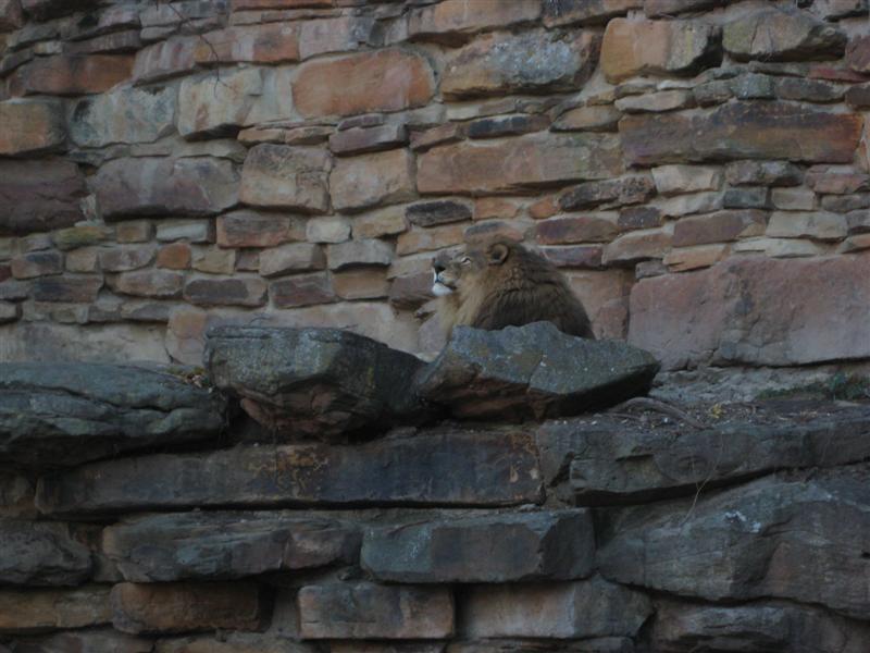 Jess_DecZooTime-5.JPG - ... it's a big Kitty!