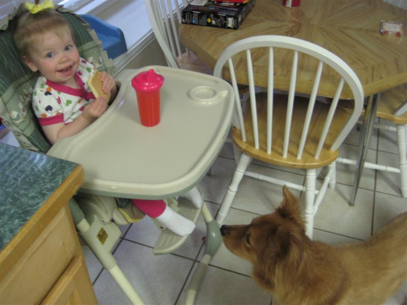 Jess_PopTart.JPG - The "Wookie" thinks I'm gonna drop some Pop-Tart but silly doggy should know by now that food doesn't miss this mouth!