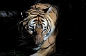 Tiger_Toon