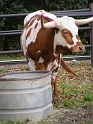 FWZoo_LongHorn