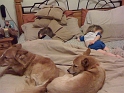 Kids_DogTired