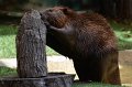 DALZoo_7-2016-DSC_4383