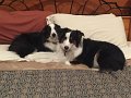 SnugglePuppies_6-2016