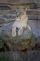 DSC_7399-FWZoo