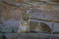 DSC_7417-FWZoo