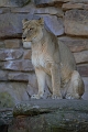 DSC_7559-FWZoo