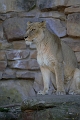 DSC_7560-FWZoo