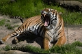 DSC_7590-FWZoo
