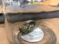 CicadaVisitor_8-2020