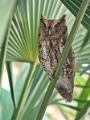 OWL_DSC_2239-Copy