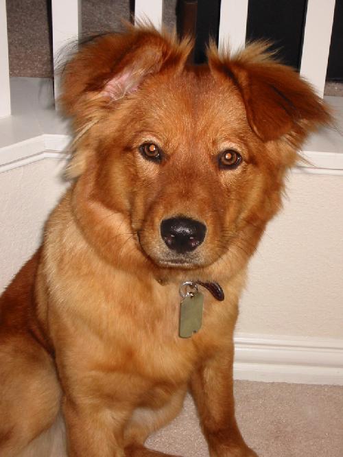 Chewie.jpg (47009 bytes)