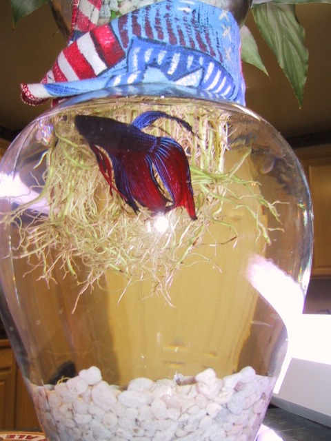 DarthB5.JPG (93269 bytes)