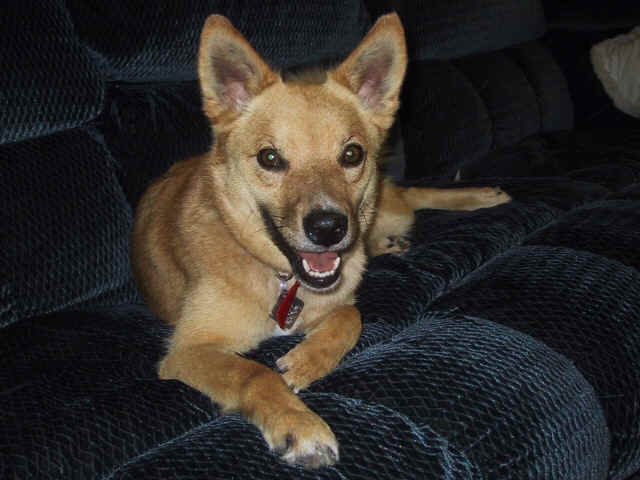 Scout1.JPG (116973 bytes)