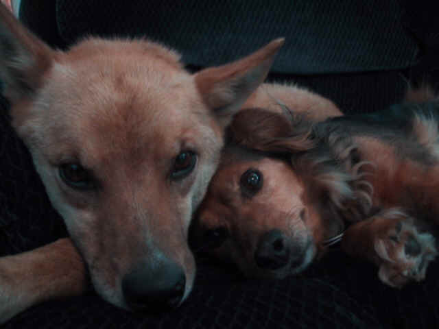 Scout23.JPG (70284 bytes)